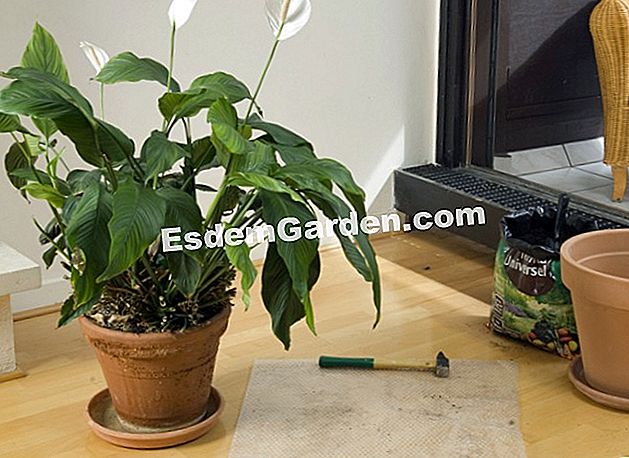 Spathiphyllum 재배치 - 곳에서도 냄비에 Spathiphyllum