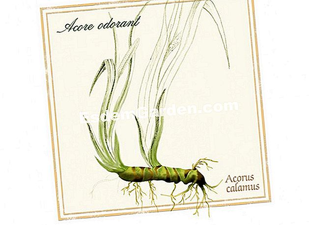 Acore, rhizome terhadap sakit perut - (terhadap) ilustrasi Acorus calamus