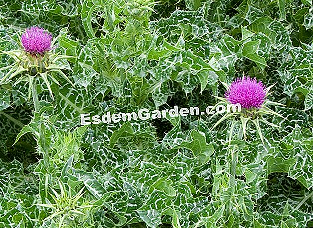 Manfaat minyak pati susu thistle - (manfaat) Thistle susu dalam mekar