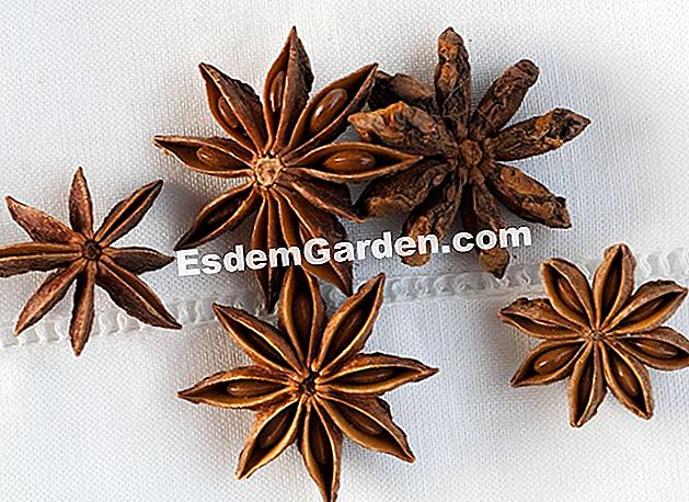 Manfaat anise bintang Cina atau anise bintang - (dengan) Bintang anise, anise bintang