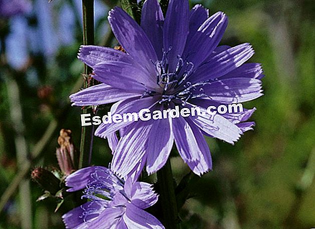 Chicory, ubat untuk hati dan limpa - (ubat) Chicory atau Cichorium intybus, flora liar, herba kesihatan yang mudah, aromaterapi