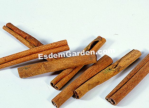 Resipi minuman kesihatan berasaskan Cinnamon