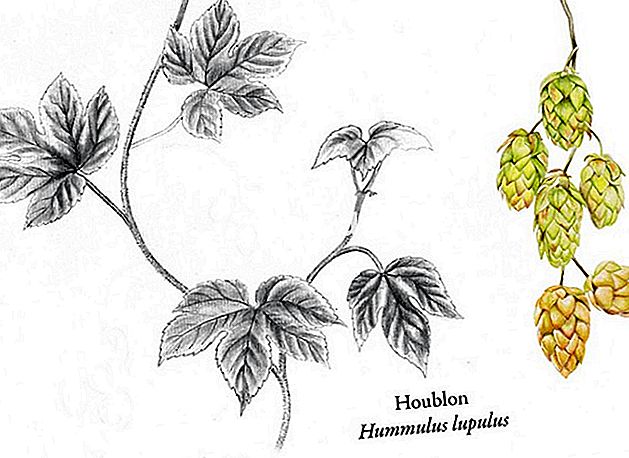 Hops mempromosikan tidur dan penyusuan - (Hops) Hops: Botanical Plank