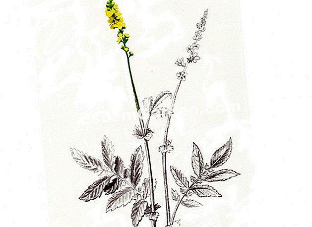 Mouthwash dengan agrimony terhadap luka canker - (mulut) Botanical Plank: Aigremoine eupatoria (Agrimonia eupatoria)