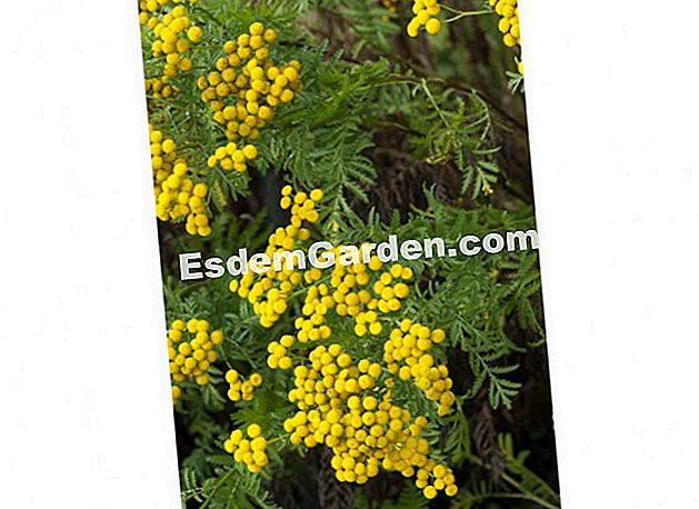 Tansy, vermifuge semulajadi - (vermifuge) Tanaisie, Tanacetum vulgare