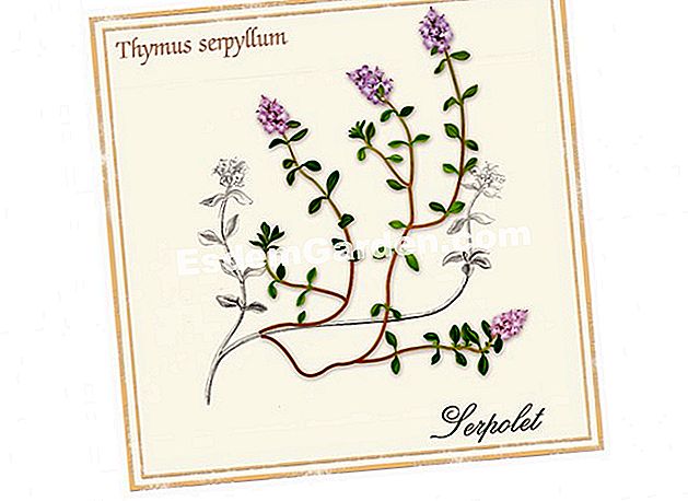 Serbatas, vaistinis augalas, bronchitas, žolelių arbata, užkrūčio liauka (Thymus serpyllum)