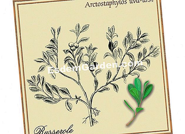 Le virtù dell'uva d'uva per purificare i reni - (nelle) fitoterapia, infezioni del tratto urinario, uva ursina, uva passa-erba