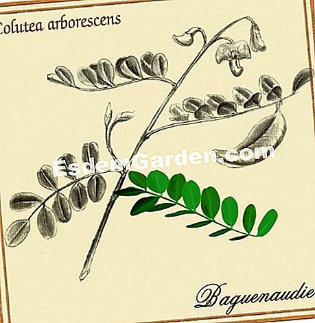 Kesejahteraan semulajadi: baguenaudier - (yang) baguenaudier, teh herba, purgatif, depuratif, transit usus, sembelit