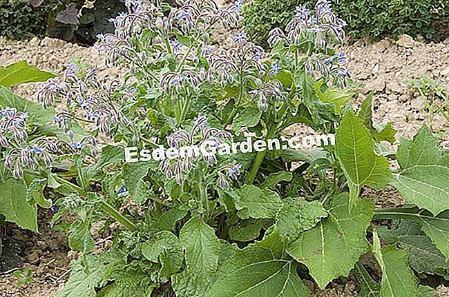 ์ฐ๋น: ๋ณด๋ฆฌ ์ง - Borage depurative ๋ณด๋ฆฌ