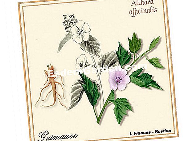 Bienestar natural: Marshmallow - (salud) Ilustración: Marshmallow