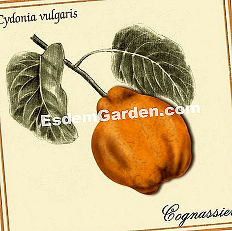 Benessere naturale: mela cotogna - (mela) cotogna, diarrea salute delle piante, problemi intestinali