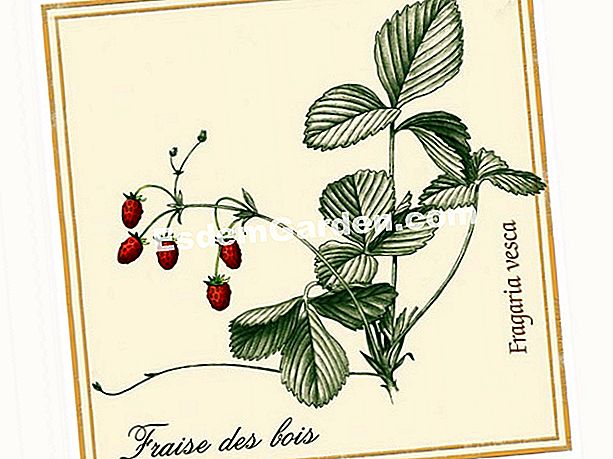 Bienestar natural: la fresa silvestre elimina toxinas - (silvestre) fresa salvaje