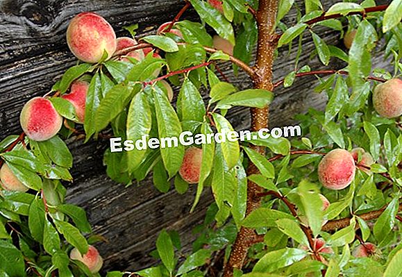 Visite o Jardin des Lianes