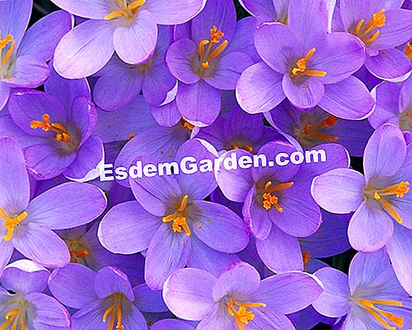 Crocus tumbuhan