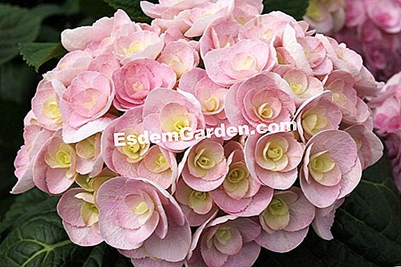 Hydrangea macrophylla You and Me 'Together'