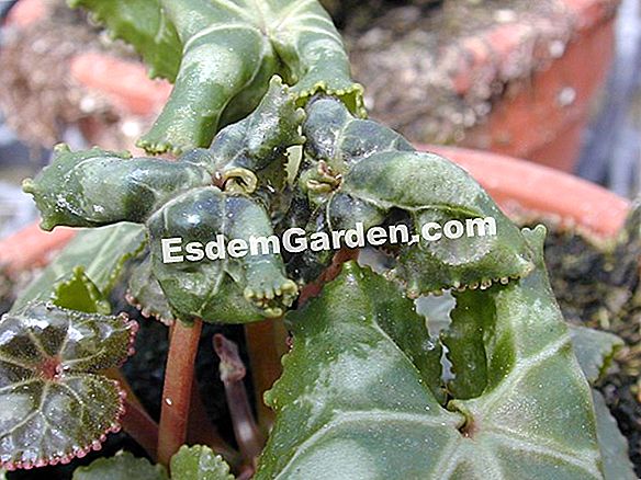 Mini-cyclamen terdedah akar: apa hiasan!