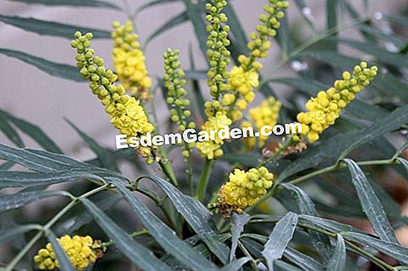 Mahonia eurybracteata 'Soft Caress': un favorito