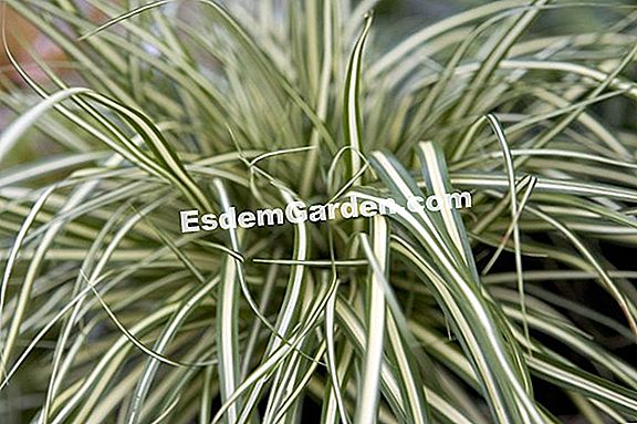 Carex oshimensis