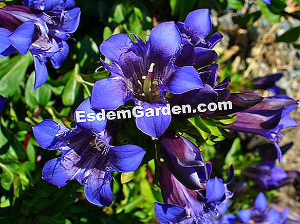 Gentian septemfida (Gentian septemfida) (Gentiana septemfida var lagodechiana)