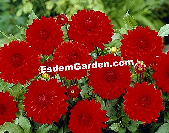 Promise of Flowers - Katalog Musim Gugur-Musim Dingin 2010