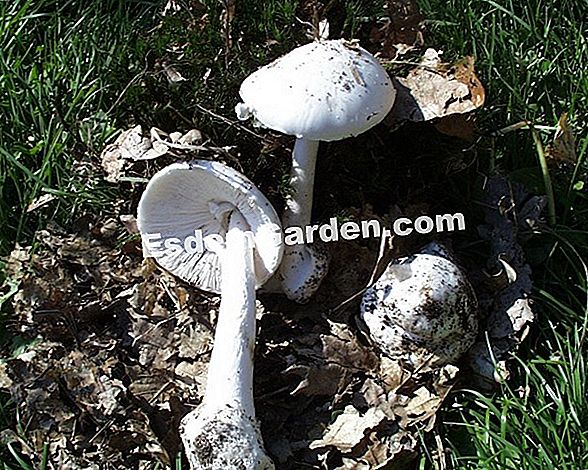 Amanita virosa (Amanita virosa): cendawan maut