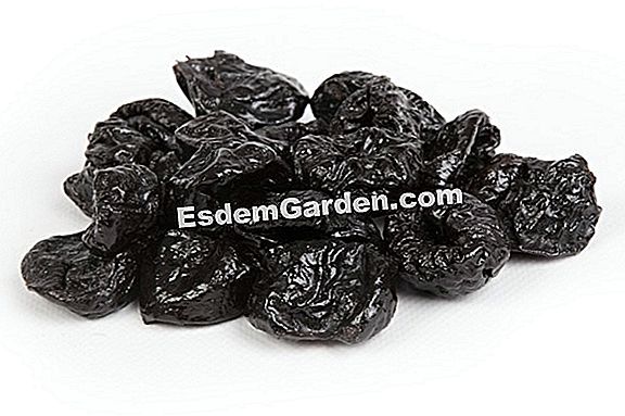 Prune buddléia