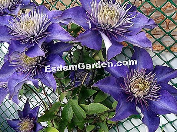 Clematis 'Little Mermaid'