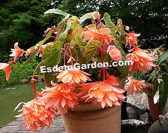 Una Begonia Tuberosa Resistente Al Sol Y Las Enfermedades ? Todo Sobre  Jardinería Y Diseño De Jardines - 2022