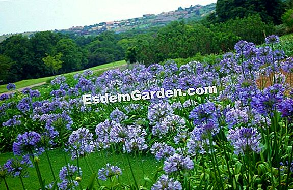Agapanthus 'Blue Giant'