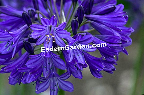 Hoja De Cultivo: Agapanthus 'Dark Navy Blue' ? Todo Sobre Jardinería Y  Diseño De Jardines - 2023