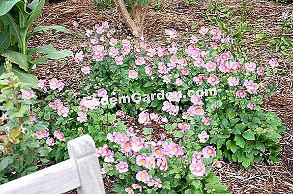 Anemone 'September Charm'