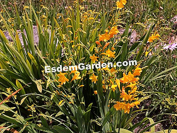 Crocosmia 'Solfatare'
