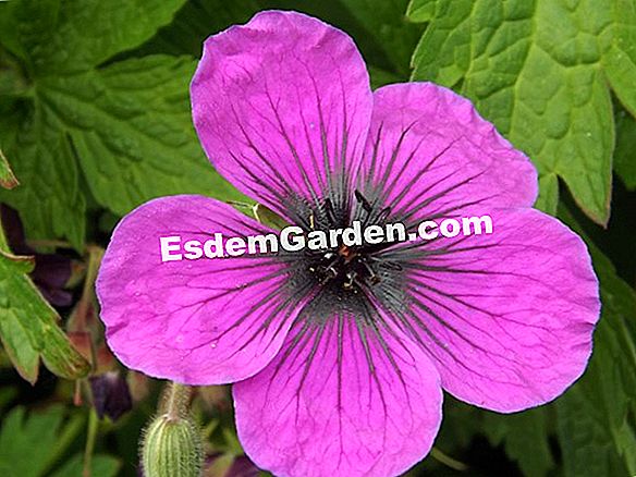 Geranium 'Sue Crûg'