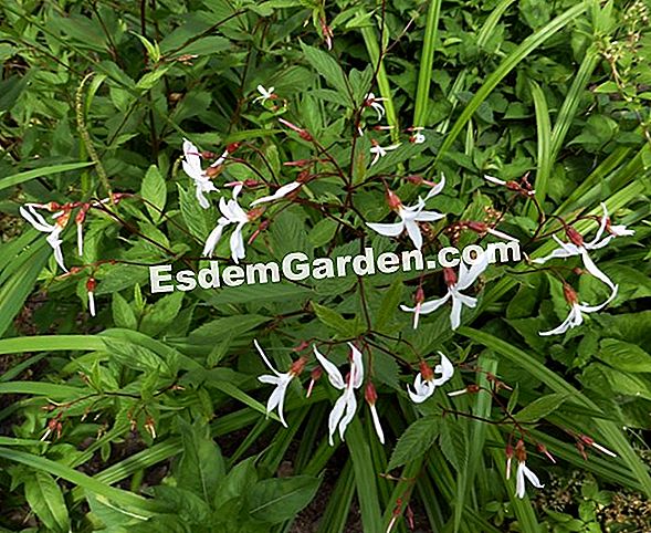 Gillenia trifoliata, makanan istimewa dan ketahanan