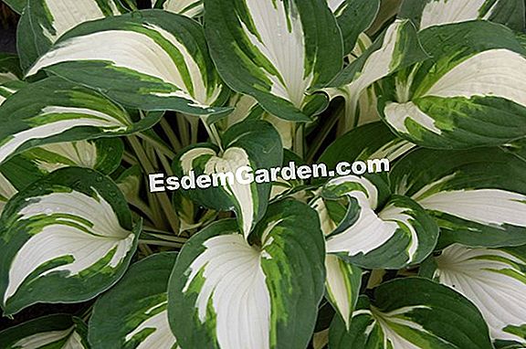 Hostas, fogliame colorato per angoli ombrosi