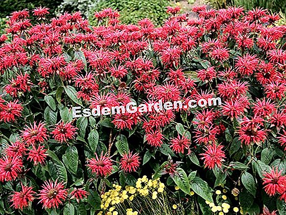 Monarde 'Schneewittchen'
