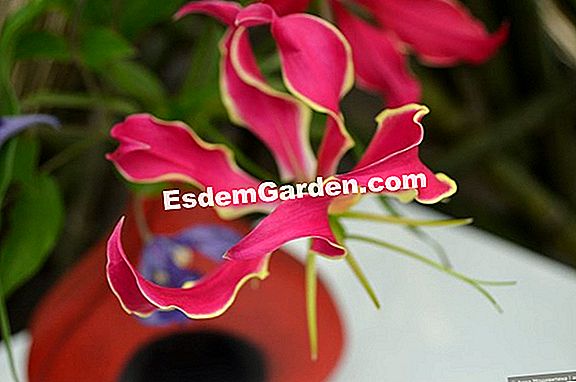 Gent Floralies 2016