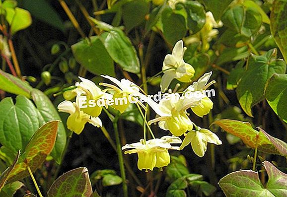 The 'Amber Queen' epimedium