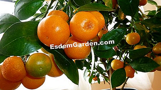 Calamondin bonsai