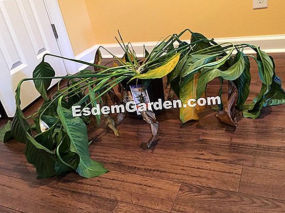 Repotting spathiphyllum