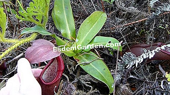 Stop Nepenthes
