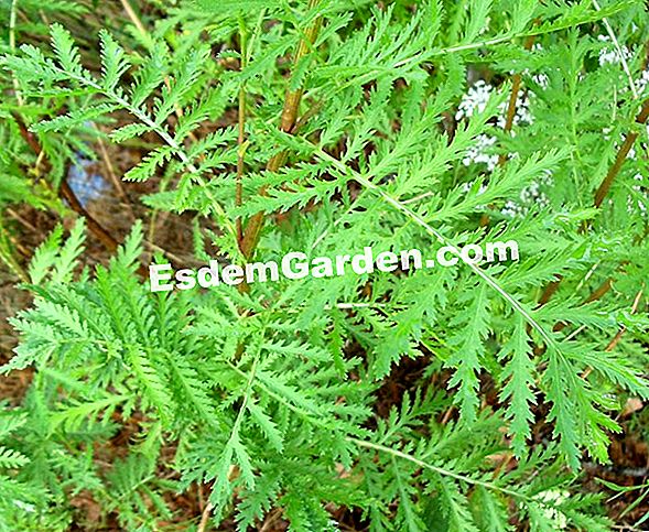 Tansy, vermífugo natural