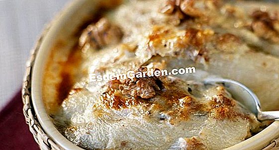 Cardons au gratin