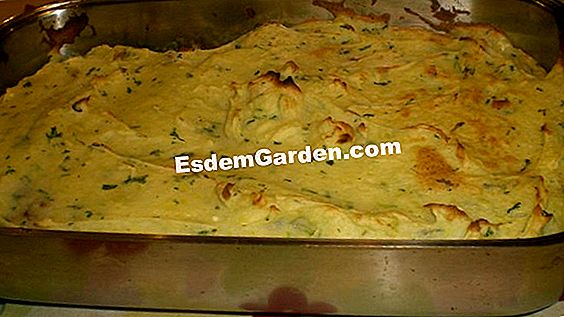 Gratin med selleri