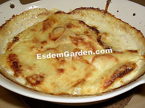 Macaroni gratin med tetragon