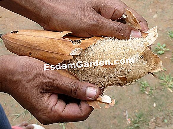Loofah, loofah, lufah atau span sayur-sayuran