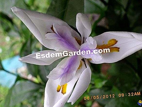 Dietes iridoides, un gioiello del Sud Africa