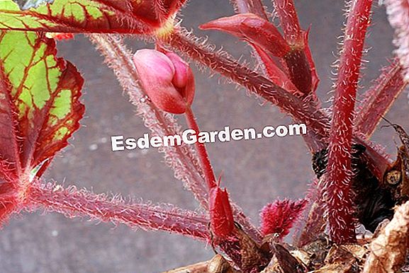 Begonia Rex: Planta, Cultiva, Multiplica 🌿 Tudo Sobre Jardinagem E Projeto  Do Jardim - 2023