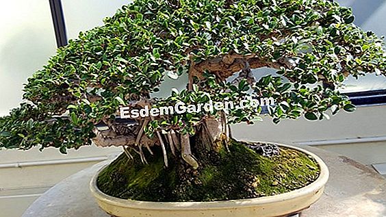Ficus ginseng, Ficus bonsai