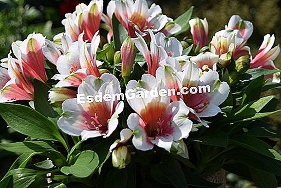 Inca Lily, Lirio Peruano, Alstroemeria, Alstroemeria Ligtu Híbrido ? Todo  Sobre Jardinería Y Diseño De Jardines - 2023